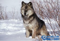 <b><font color='#FF0000'>世界上最大的犬科动物,北美灰狼</font></b>